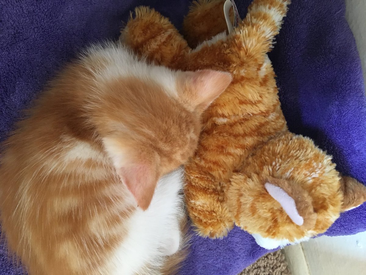 suiskitz's tweet photo. Koi is very comfortable in his new home, his purrs are magical, & he plays and grows almost none stop! #kitten #koi #koiboi #ragtabb #koikitty #meow #Caturday #ragdoll #tabby #ragdollkitten #fluffykitten #meow #ilovemycat #furbaby #prettykitty #catitude #strikeapose https://t.co/Ai4CYMxweA