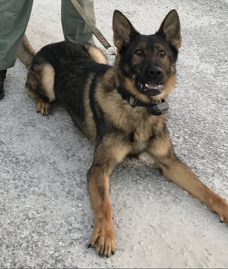 K9 Yogi wants to know if you can get this post to 600+ RT’s by the end of the night for a care package! Who’s in?! 🤔😎

You must RT this, follow us, and have your state/province on your profile! You got this #LivePDNation! 💚👍