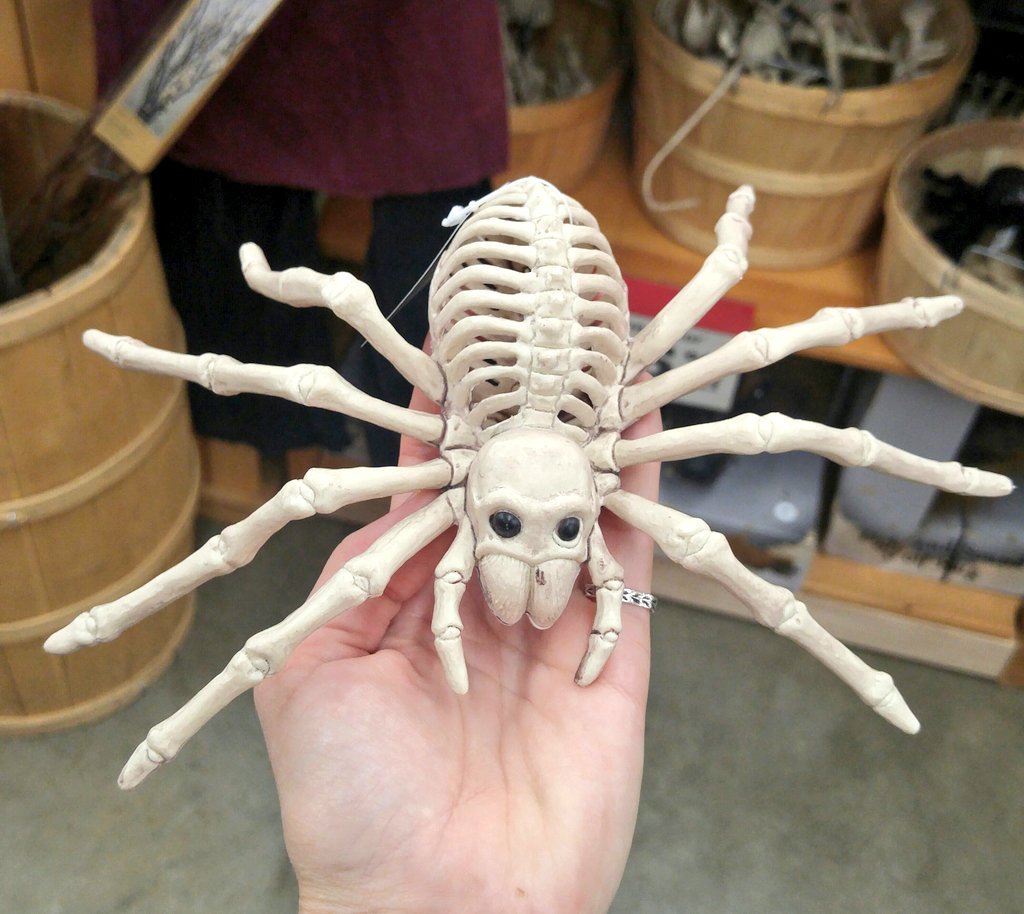 snalbers's tweet photo. #Science Twitter pop quiz: What's wrong with this picture? 😐😉 #NoBonesAboutIt #Entomology #spider https://t.co/NRfw0paUjV