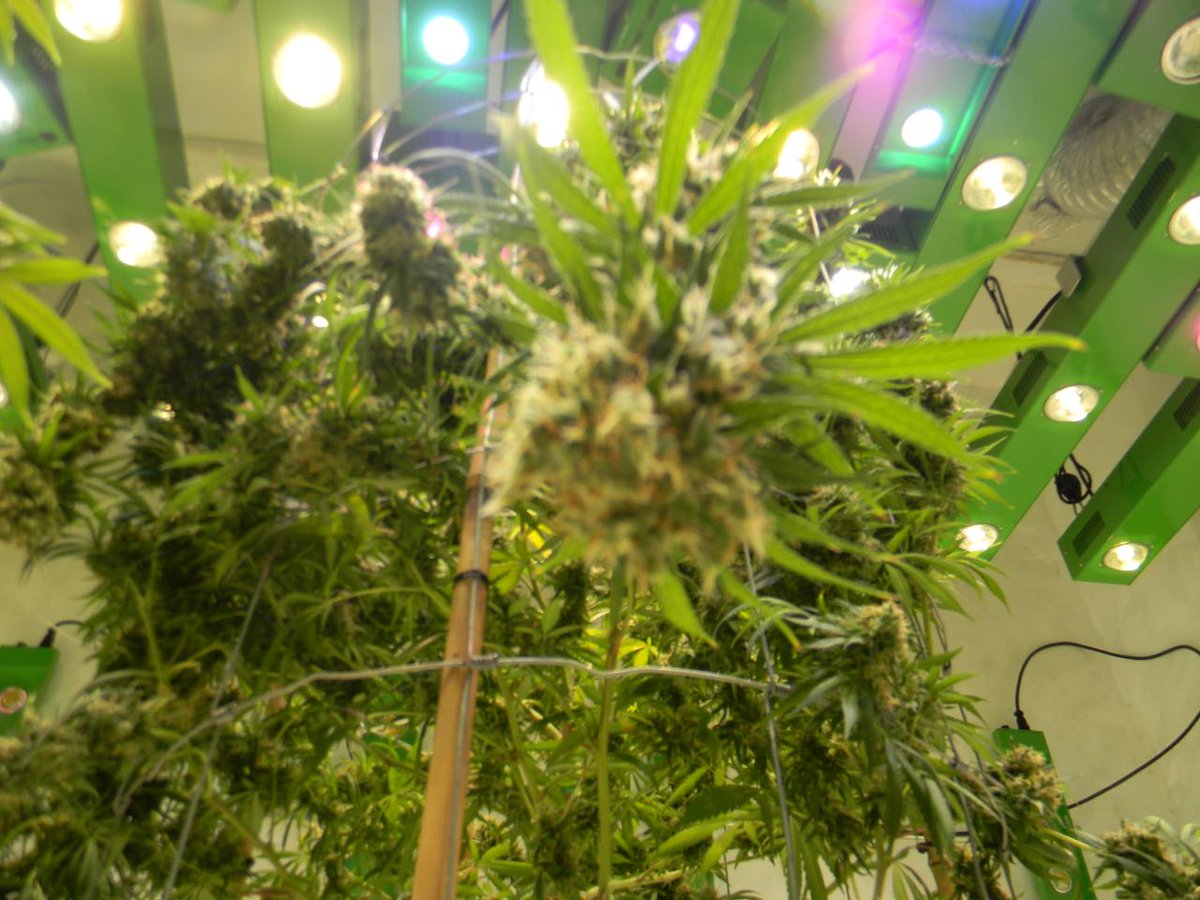 greenfusionled's tweet photo. #goldenpineapple under @greenfusionled #growlights😍Mmmmm BEAUTIFUL☄️We use a more #FULLlightspectrum measured by our #SSUmeter (more info @ https://t.co/8qEPWLxYOW) @EmeraldZoo @BoyGiuly @cannaworldsite @420StonerCorner @im420forsure @UncleTweezy @afterdarkmusic @KnightroGlisten https://t.co/F3HnHrD8lc