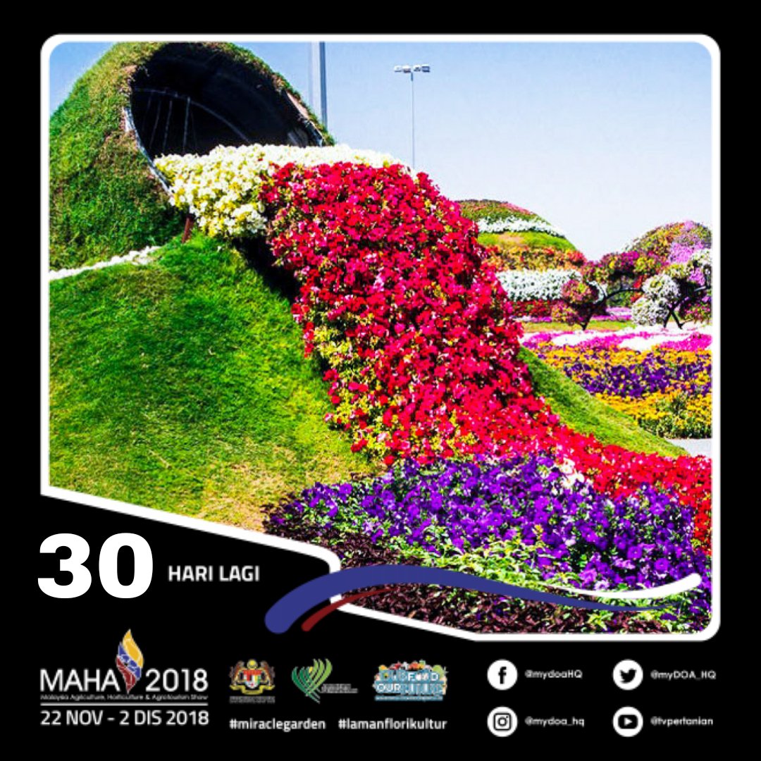 myDOA_HQ's tweet photo. 30 Hari Lagi | #MAHA2018
Nantikan Replika Bunga Limpah #lamanflorikultur yang berwarna-warni, tempat WAJIB swafoto bersama Keluarga &amp; kawan2.

@chedetofficial
@MyDSA_official
@MAHA2018my
#miraclegarden
#ourfoodourfuture 
#agroteknologi 
#mydoa https://t.co/PG2FsExDzm