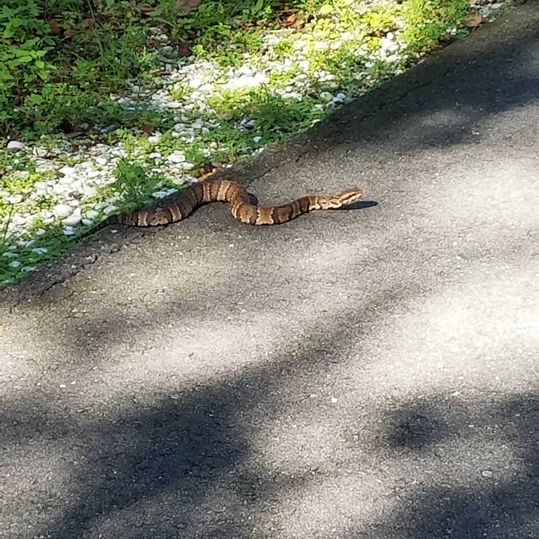 A couple of reasons why I love working out in the great outdoors!! 🐍🐇
#bunny #snake #greatweather  #tampaflorida #wildlife #lovethis #health #fitness #workout #exercise #fitlife #getfit #nature #outdoors #cardio #absworkout #floridaparks #Florida #myhappyplace #floridagirl