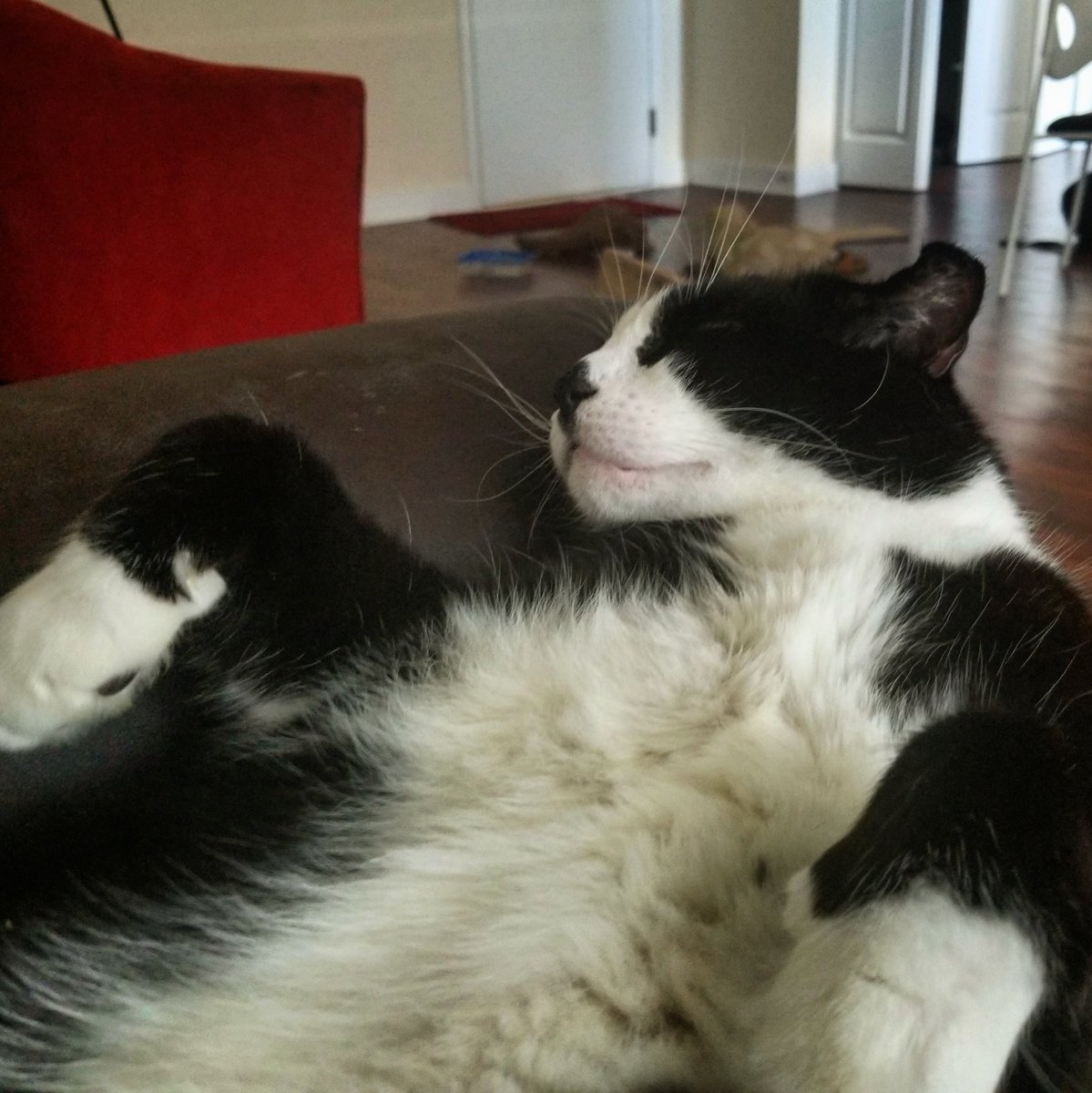 AndrewPolino's tweet photo. Glam shot!

I feel like Fitz needs his own Twitter. He has a natural #CatsofInstagran kind of star quality! https://t.co/K7Koc9Ob8s