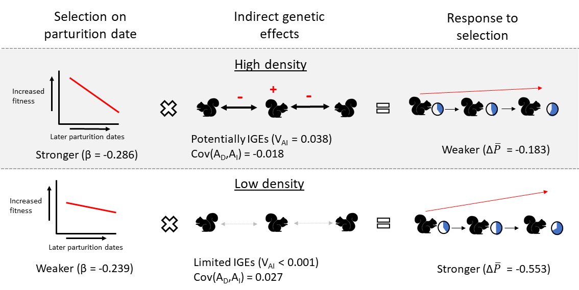 Pre-print of our (updated) MS on indirect effects in <a href="/KluaneSquirrels/">Kluane Red Squirrel Project</a>. They influence each other's breeding dates, especially at high density. Genetic component is possibly large enough to counteract differences in selection, but uncertainty is high 
biorxiv.org/content/early/…