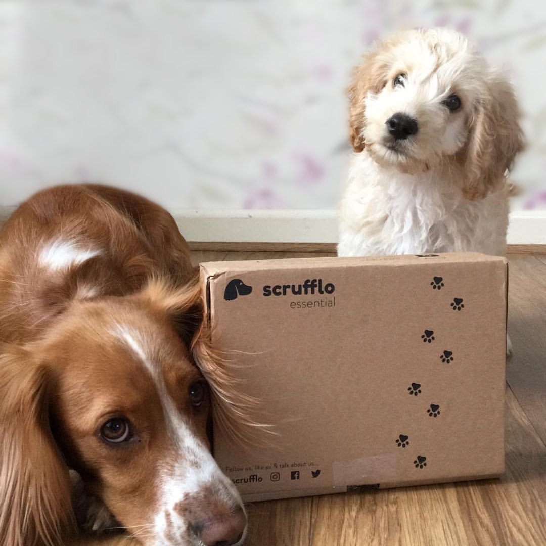 Dottie and Lottie with their Essential box being absolute stars 😍
@adventureswithdottie