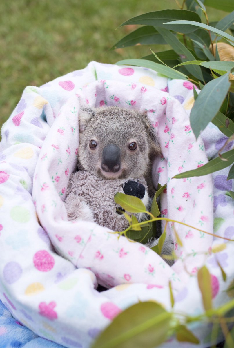 Terri Irwin tweet media