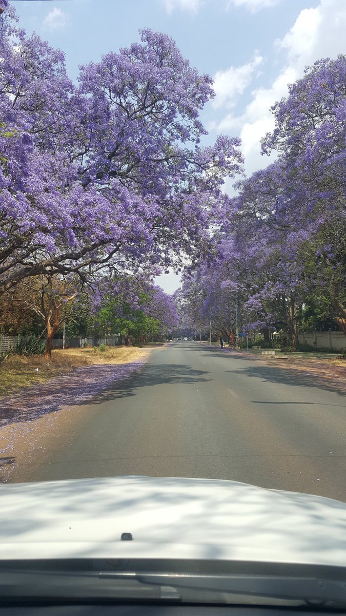 MaminiminiObert's tweet photo. #JacarandaTime It's purple everywhere......on tree branches & on the ground! Purple will surely lift people's spirits @Destination_Zim @Wedza4Wedza @agrinews3 @tourismzimbabwe @lmakombe @ZtaUpdates @cohsunshinecity @MushunjeMildred @DelilahTee @263Chat @LivingZimbabwe https://t.co/ntAoJgohf3