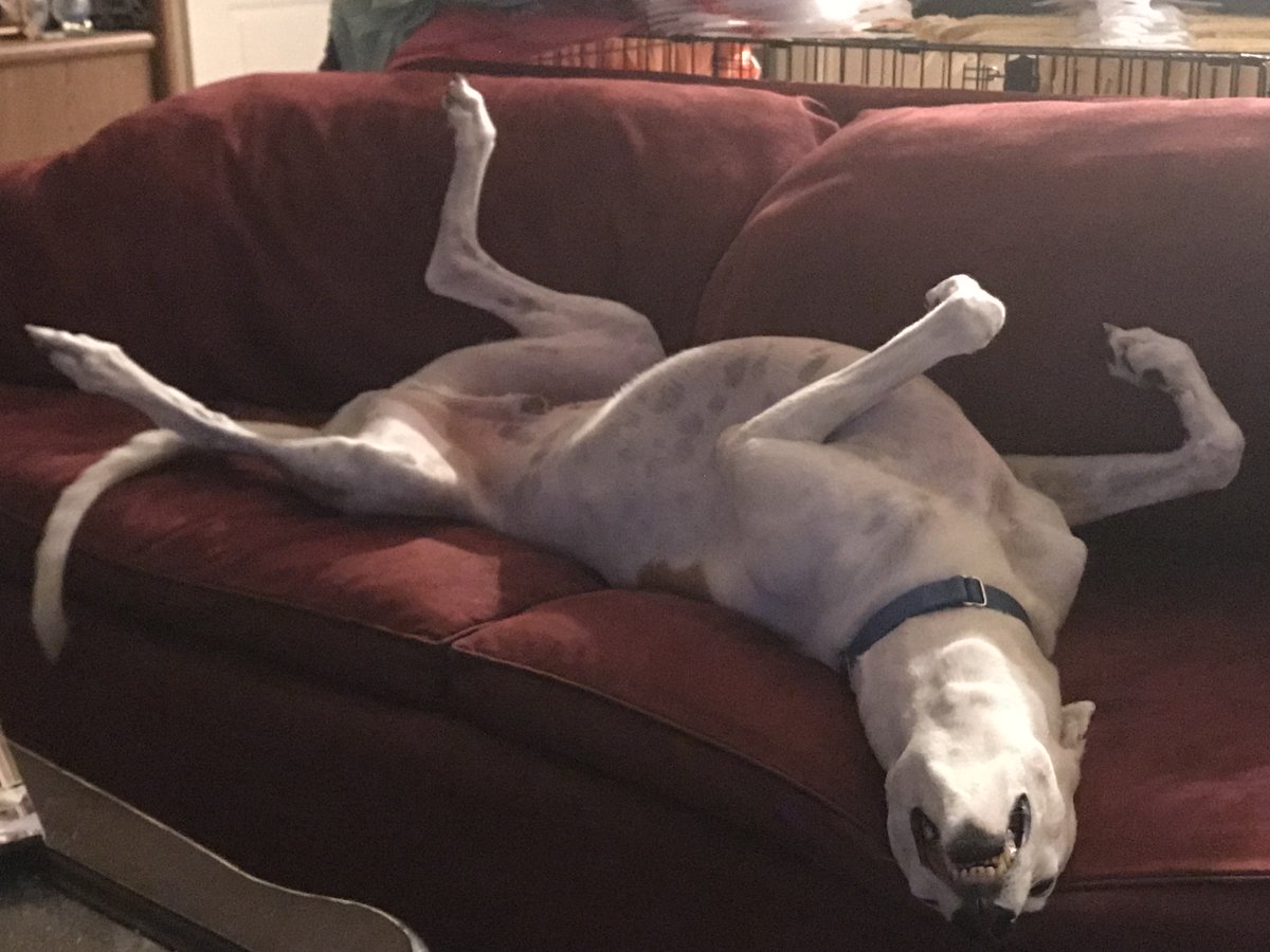 philwells65's tweet photo. @RealJamesWoods Meanwhile, here is my Greyhound, Joey! https://t.co/RkK8weGTMH