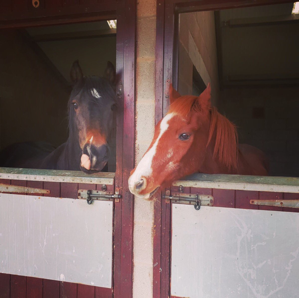 oaktreeanimals's tweet photo. Saturdays were made for a chat with friends. Pacer and Lester kept out of the downpour and took the opportunity to share the yard news! #rescueponies #cumbria #avoidtherain #stablechat #oaktreeanimals https://t.co/8XuARrVmp8