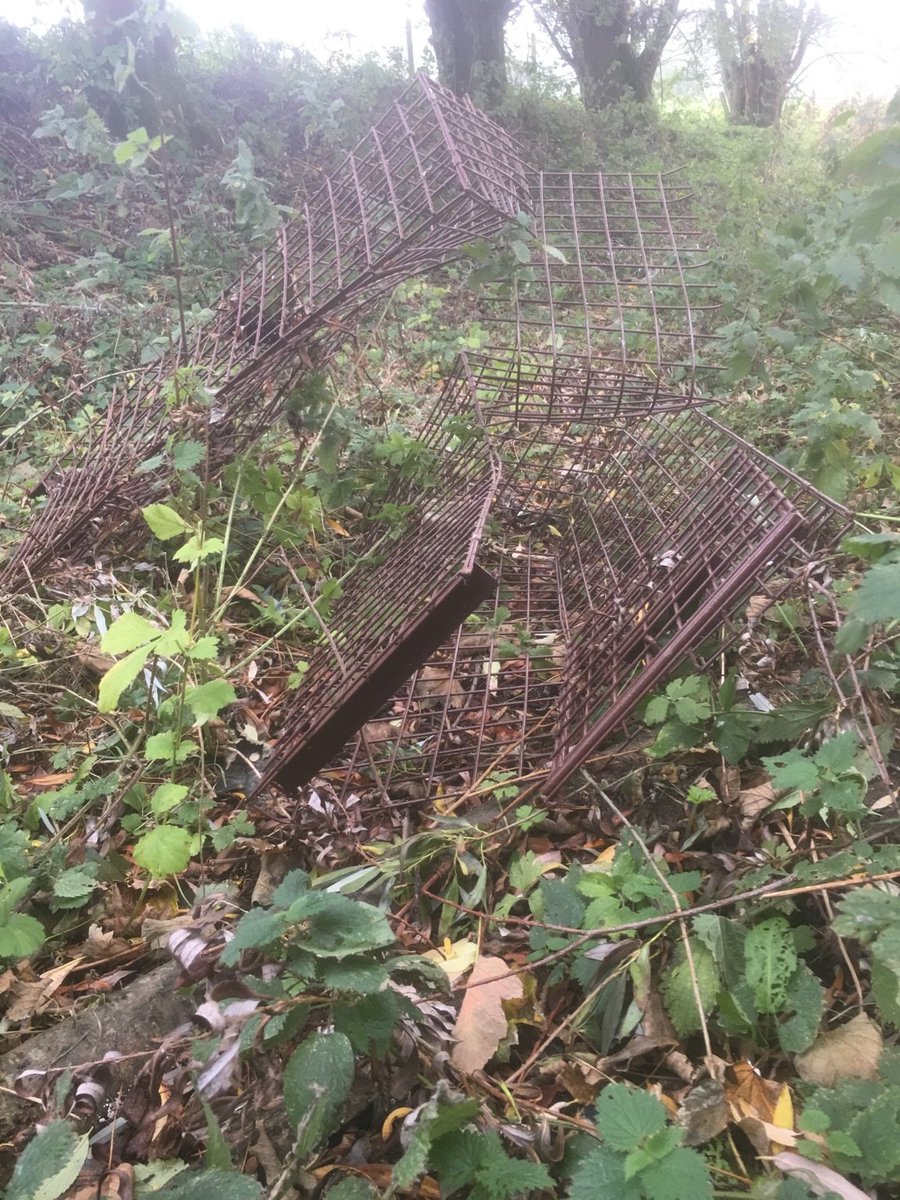 It's week 5 and we can feel it. But farmers are running out of time and ideas and becoming more obvious. We're still going and still finding shit.

#stopthecull #sabthecull #fuckthecull

Help us with the final push paypal.me/fuckthecull1