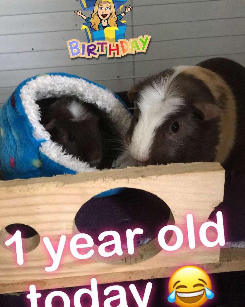 Happy 1st Birthday to these munchkins Chilli and Pepper, they love their party hats 😂 🎉🎈🎁 #chilliandpepper #oneyearold #stillsocute #guineapigbabies