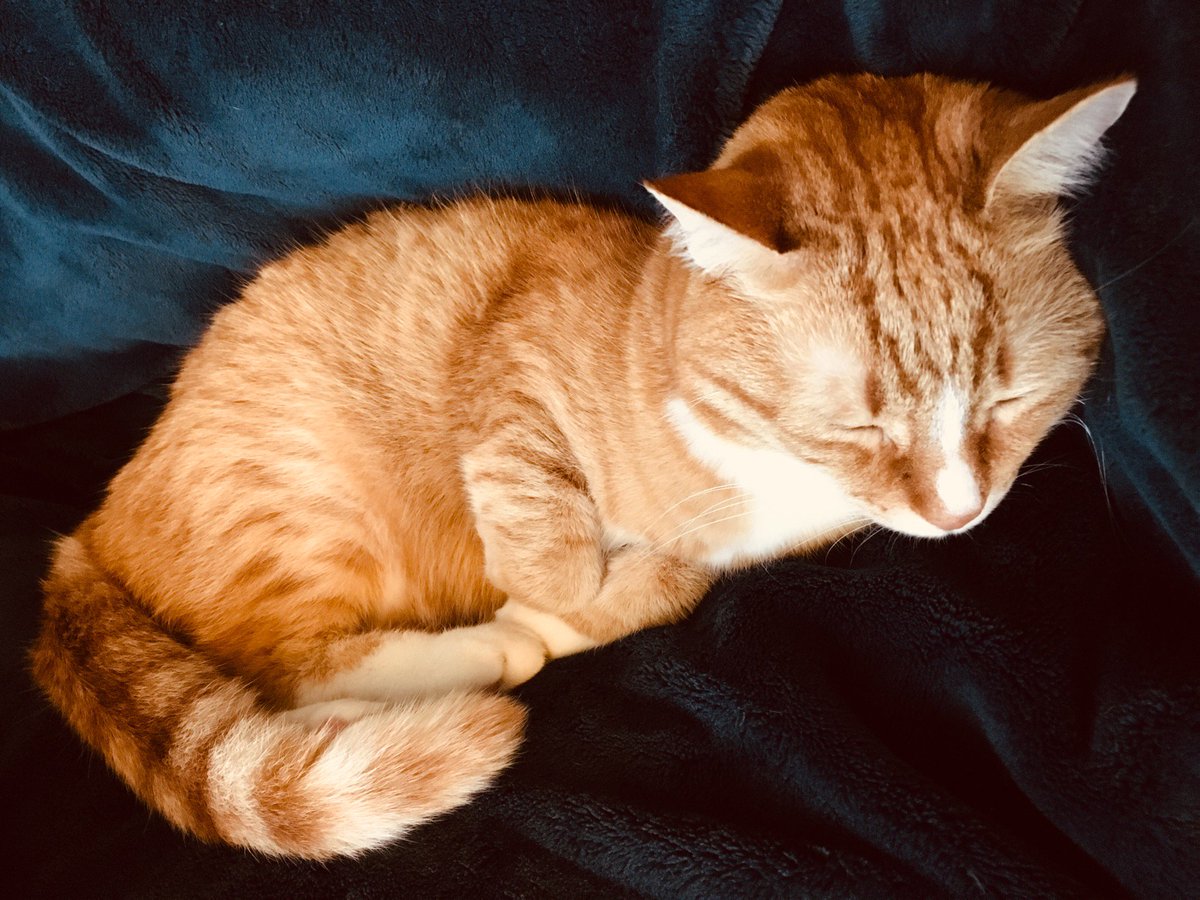 VeroniKaboom's tweet photo. #Caturday #ItsFinallyColdOutside https://t.co/OQIBsoLgaD