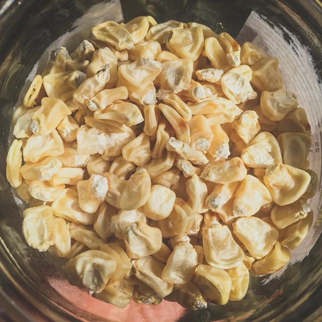 maliafarms's tweet photo. 10.13.2018
Seed saving for next summer’s planting.
#SweetCorn https://t.co/GDor2jdleu https://t.co/8RS0IfCbAn