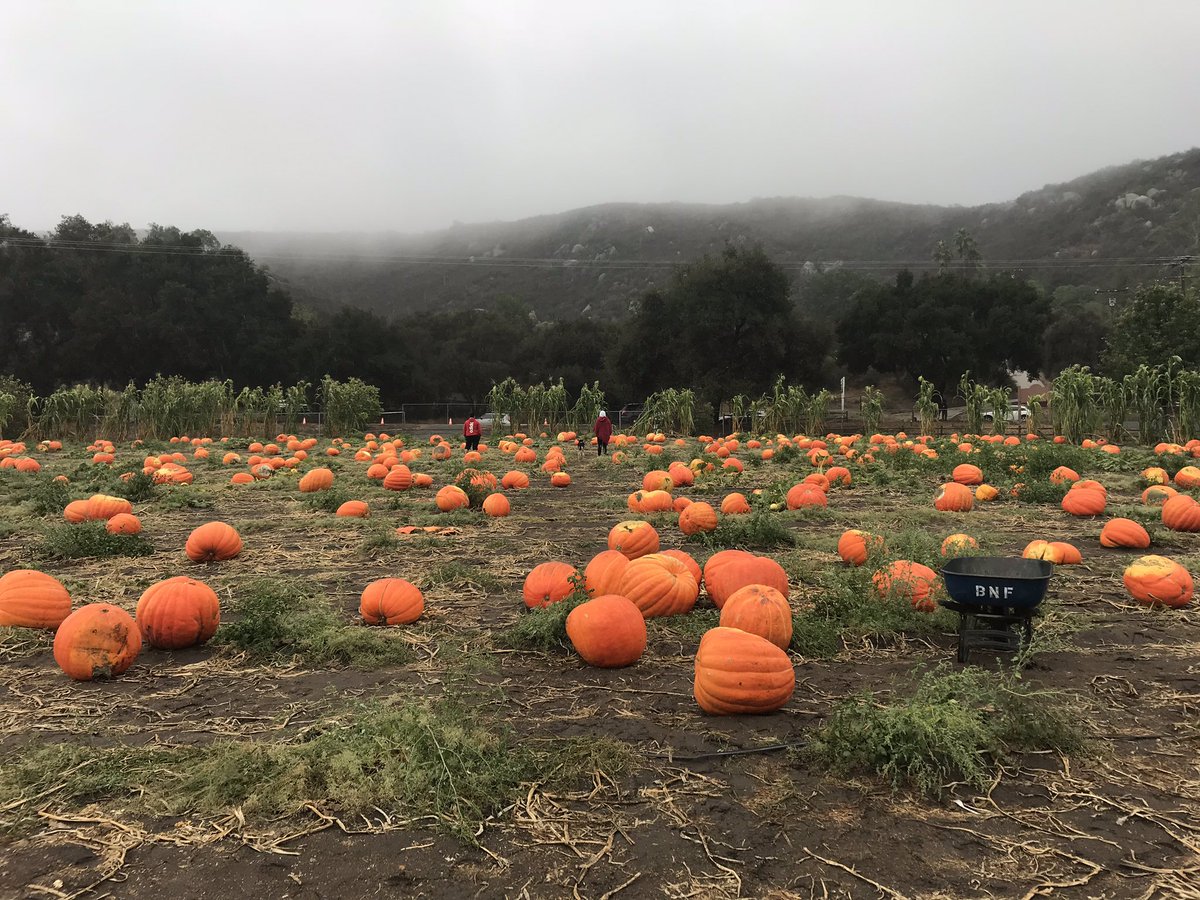 chokeonritalin's tweet photo. Pumpkins stink and I donβt like them! #BatesNutFarm https://t.co/P65tcIDLRI