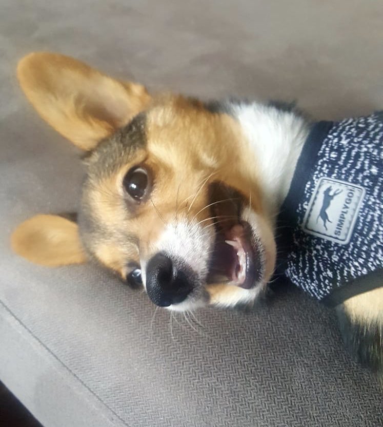SaberWrigley's tweet photo. 🐾💗Happy Corgi!! 💗🐾 https://t.co/uLa2OW9ytR
