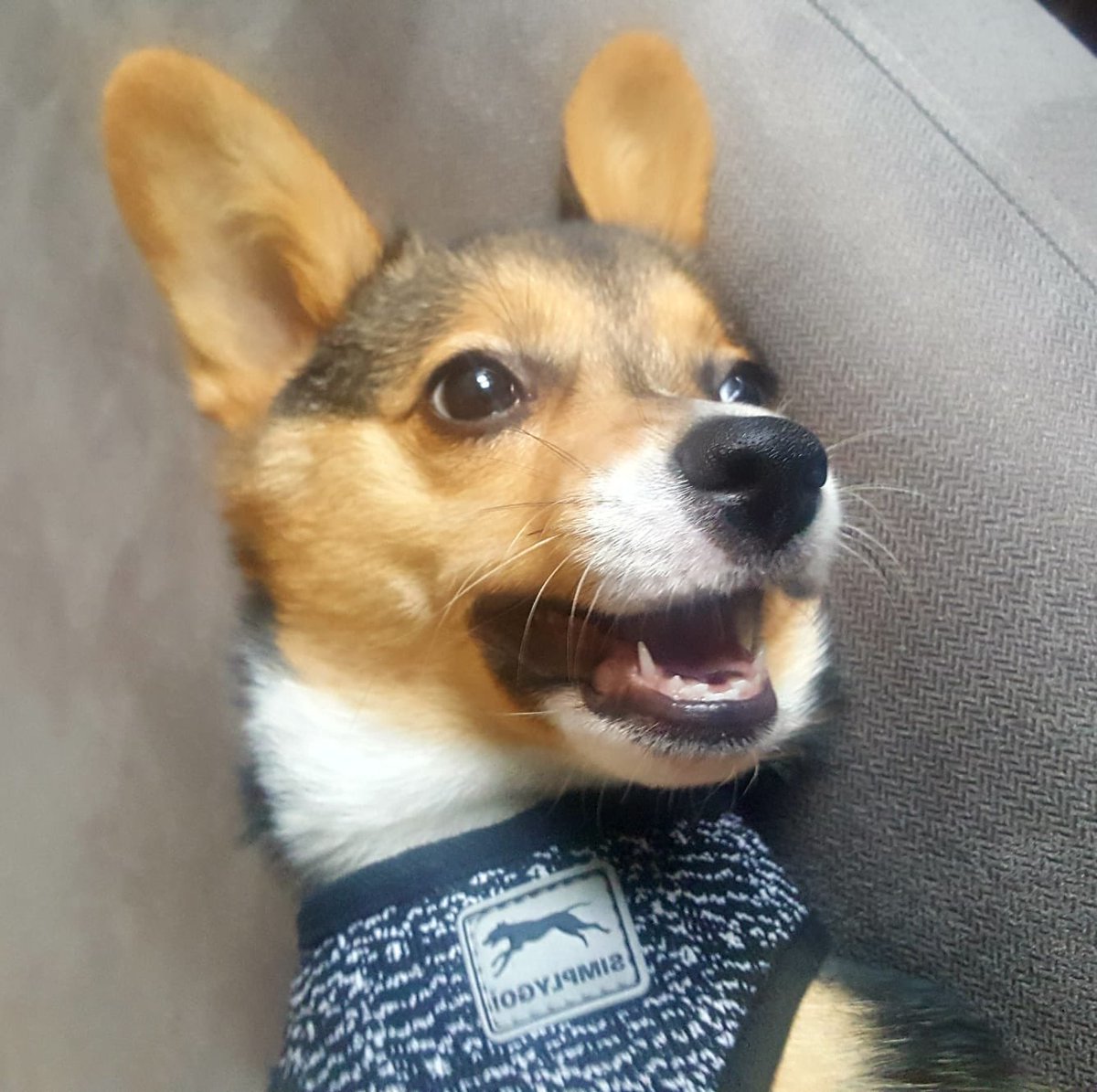 SaberWrigley's tweet photo. 🐾💗Happy Corgi!! 💗🐾 https://t.co/uLa2OW9ytR