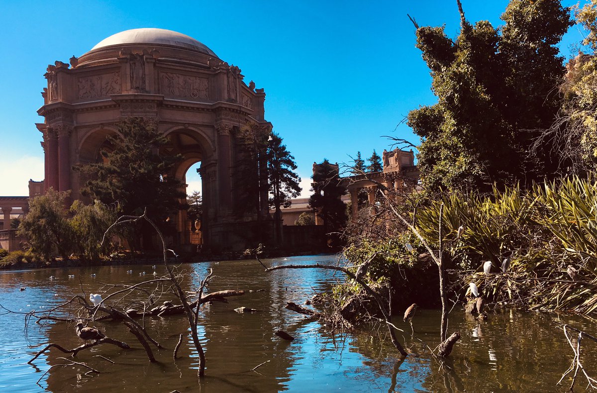 walksf's tweet photo. Five (!) kinds of herons at the Palace of Fine Arts! #20kWalk #IWalkSF https://t.co/nKK5uJ8pJ0