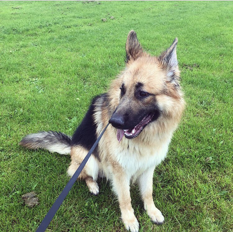 ChasTailsWales's tweet photo. Handsome Harley😍
#GermanShepherd #dogwalker #dogwalkingwales #swanseadogwalker https://t.co/rGJFvPkr4s