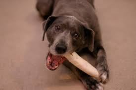 dabark11's tweet photo. What are the best dog chew toys https://t.co/mk7kUI0jaq https://t.co/Ycf3RfaVjf