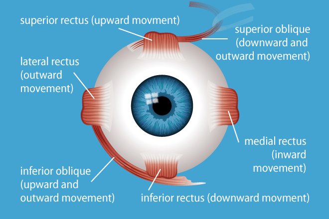 HolbyHART's tweet photo. We've just been doing some CPD between jobs. Review of the optical muscles. It was more of a request from the occy health dept due to the excessive amount of mugglemedic injuries from excessive eye rolling upon HART arrival. https://t.co/WX1WaQppo6