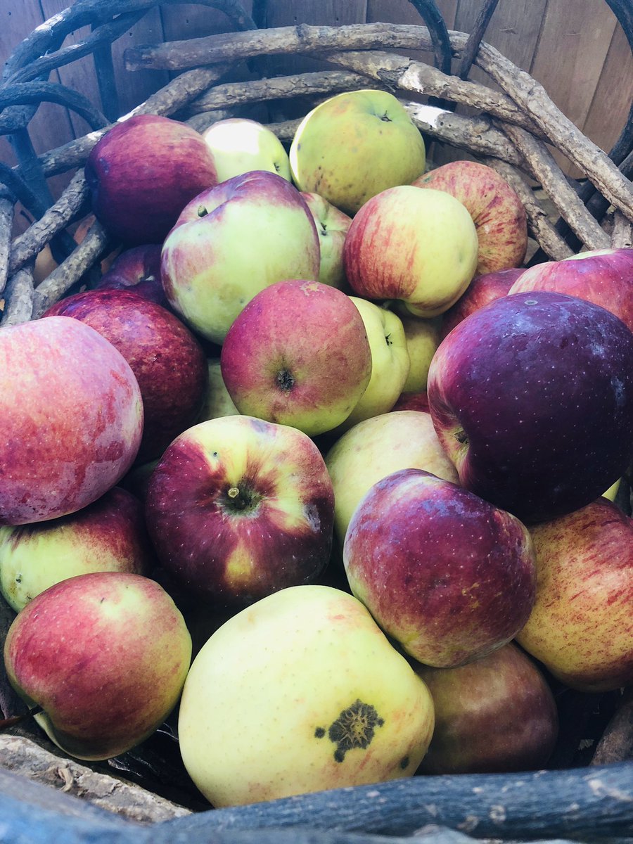 Local360Seattle's tweet photo. Afternoon apple 🍏 picking in woodinville...
Ready for Sunday’s waffles 
#brunch
#local360
#organic https://t.co/cM8EkYPxmR