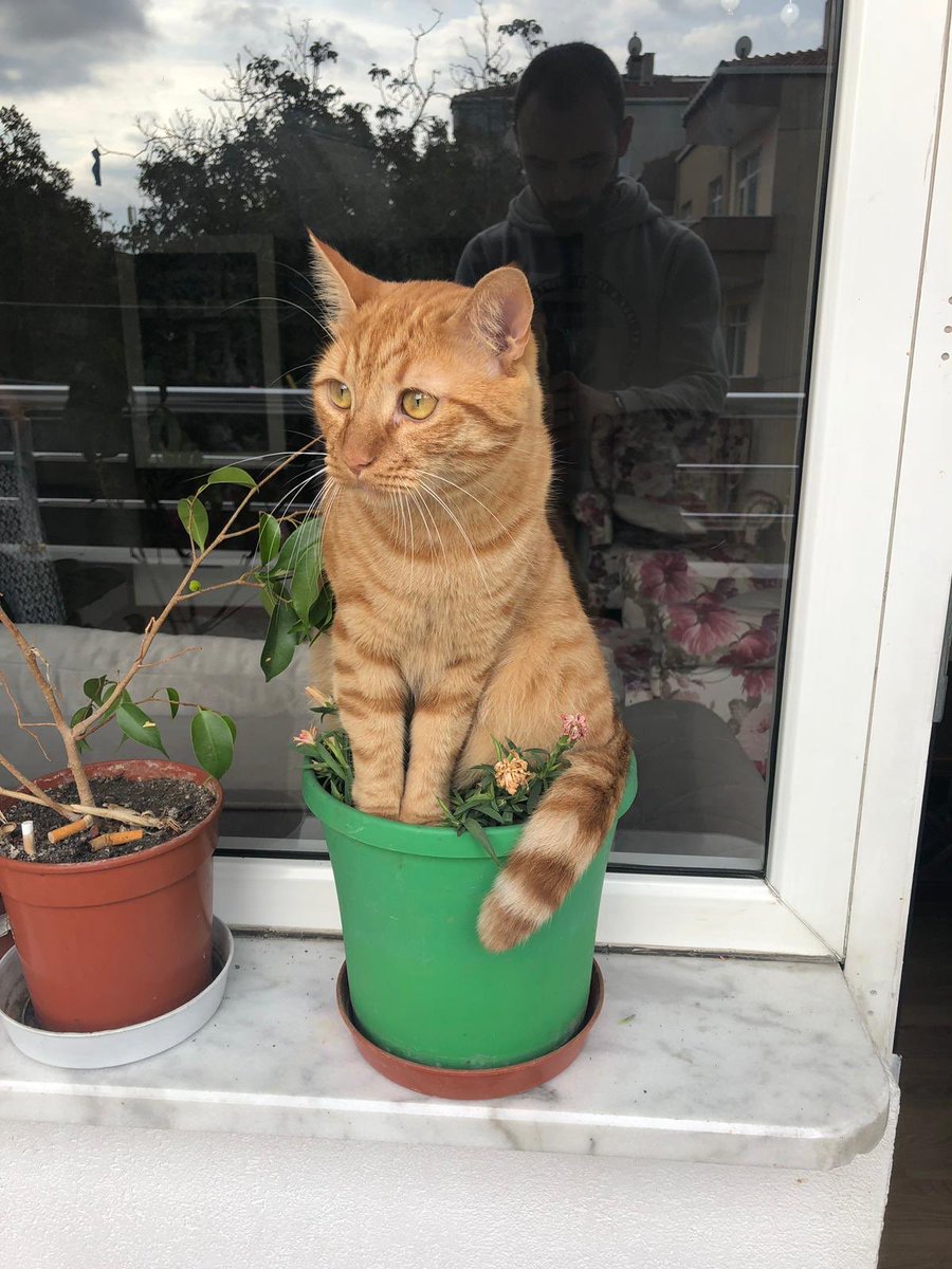 Bizim prens akşam gün batımını seyrediyor