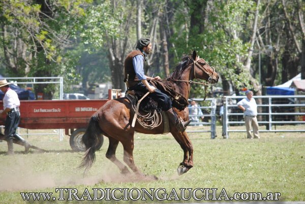 tradiciongaucha's tweet photo. Clasificatoria del Concurso de Caballos de Trabajo para Palermo 2019 en la Fiesta Nacional del Caballo en Bragado, porque #ElBragaoEstaDeFiesta
@fdcbragado https://t.co/YpZ6pXeGjl