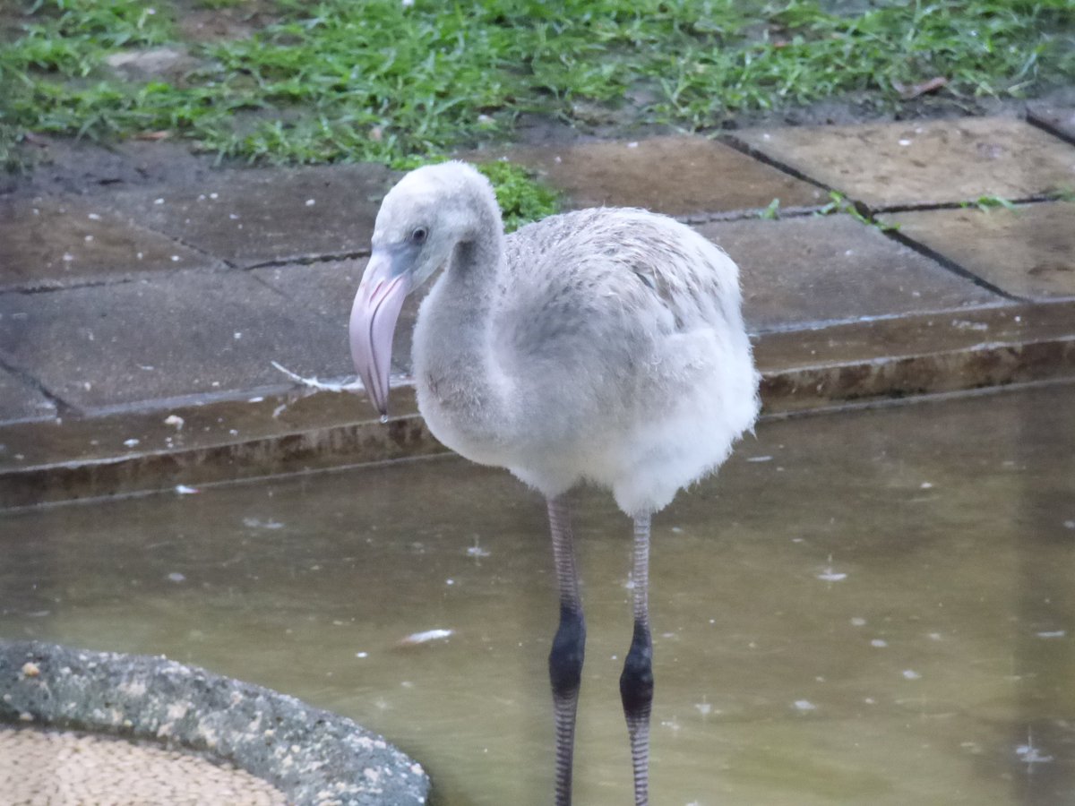 上野動物園 公式 とある雨の日のフラミンゴ舎 ふわふわのひなは びしょぬれにならないのか ベニイロフラミンゴ