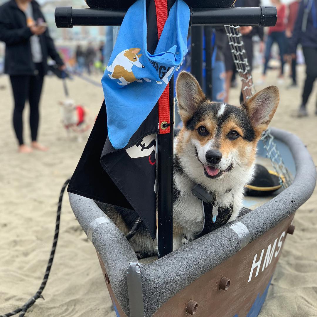 sheetaverma's tweet image. Guess where I went today? #corgicon