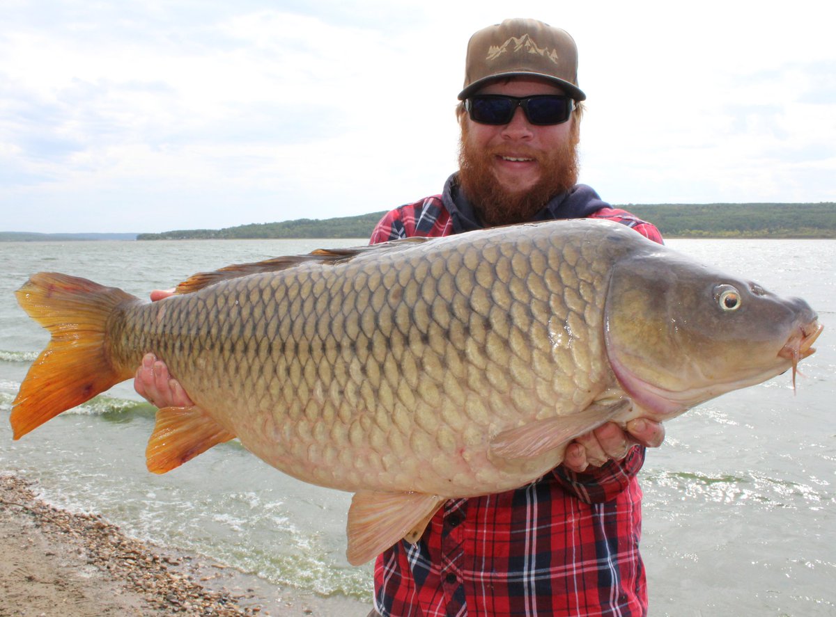homiangling's tweet photo. Biggest carp to date 27lbs! What a battle!
#carp #roughfish #fishing #fishingcanada #platypusfishing #ardentreels #amphibiaeyegear #duckmountainoutdoors #masterangler #letemgoletemgrowย #catchandrelease #angler #canada #manitoba #carpfishing #fishon #personalbest https://t.co/zEXRGrjMJV