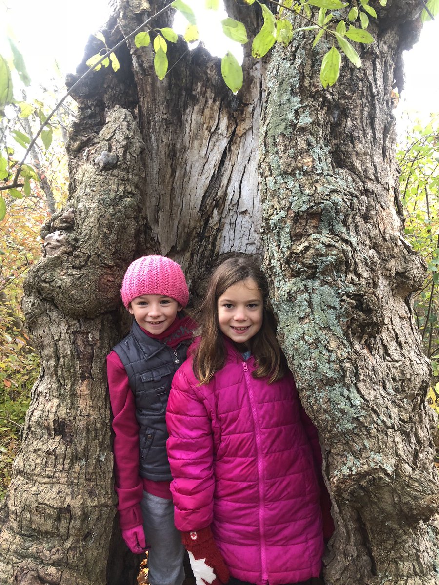 Fernandes4s's tweet photo. Checking out the #wavingtree from all angles! Formerly known as #thehuggingtree at RARE until a recent storm! #WCDSBAwesome #WaterlooRegion #getoutside @STCTimberwolves https://t.co/SUYAl3Dk0N