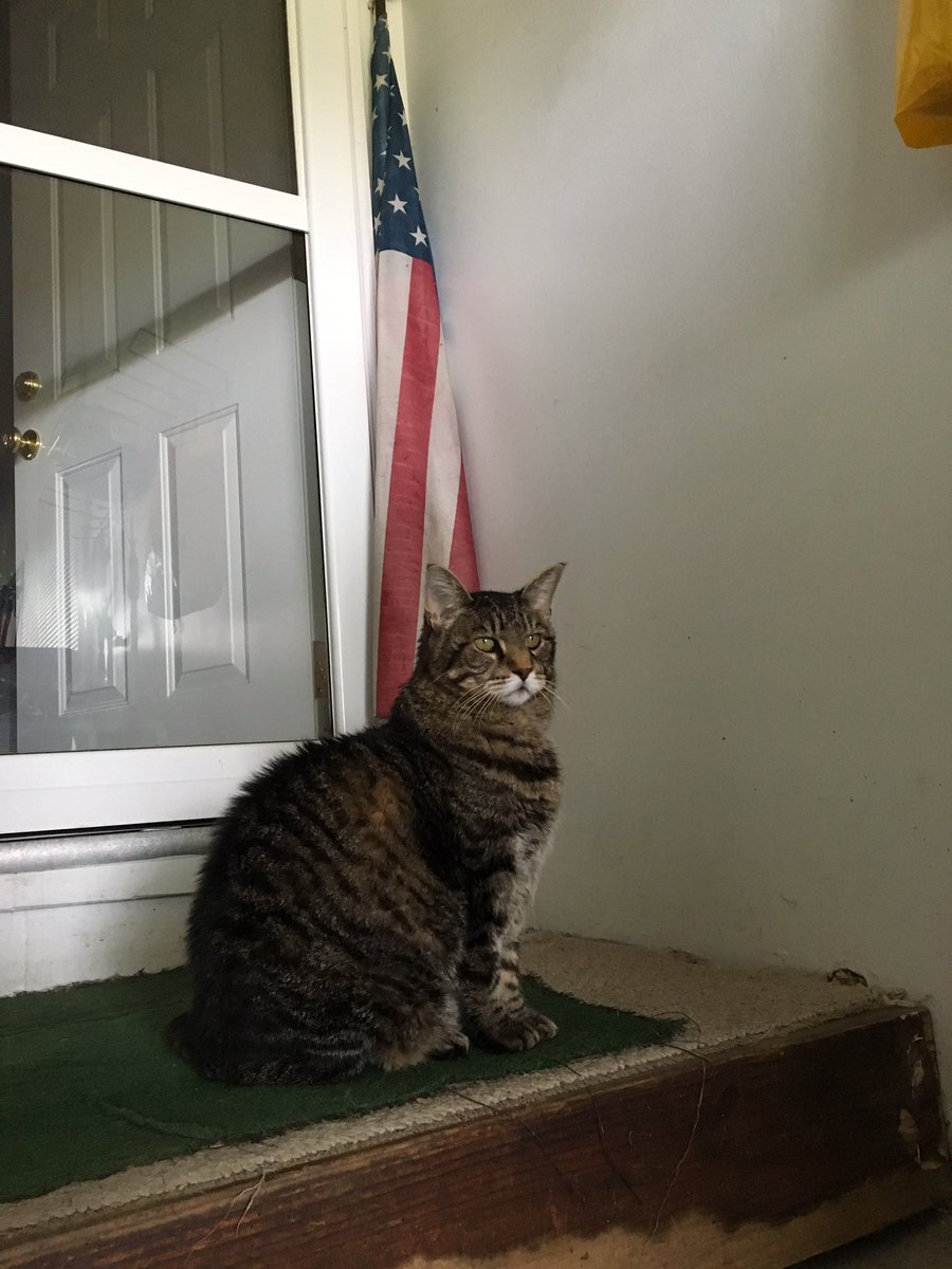 TboneThePhatCat's tweet photo. If you’re a true A-meow-rican you’ll remember to vote. https://t.co/iHQvZ6MGA8