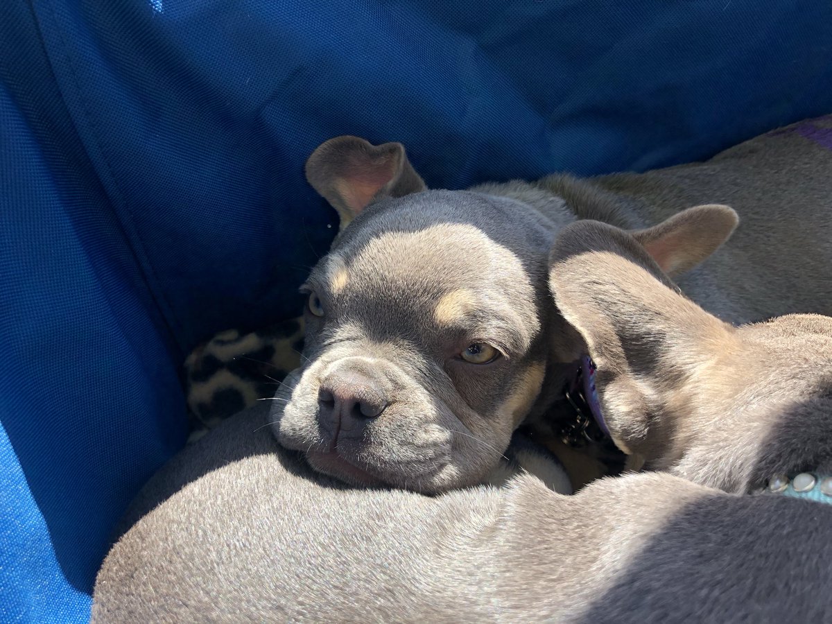 JodyBlaney's tweet photo. It’s a beautiful day in Salt Lake City for #strutyourmutt #savethemall #changetheirluves #utahhumane 
#volunteer https://t.co/Tgy3fnxxE9