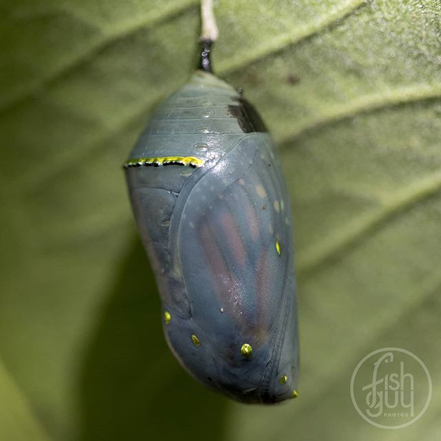 fishguyphotos's tweet photo. I have been so busy lately that I have had no time to look for monarch butterfly night roosts :(. Lucky, I still have a couple backyard butterflies that will be heading to Mexico any day now.
.
.
.
#monarchbutteryfly #monarchcaterpillar #milkweed #backya… https://t.co/esLqcywH91 https://t.co/XUPVrtpL1t