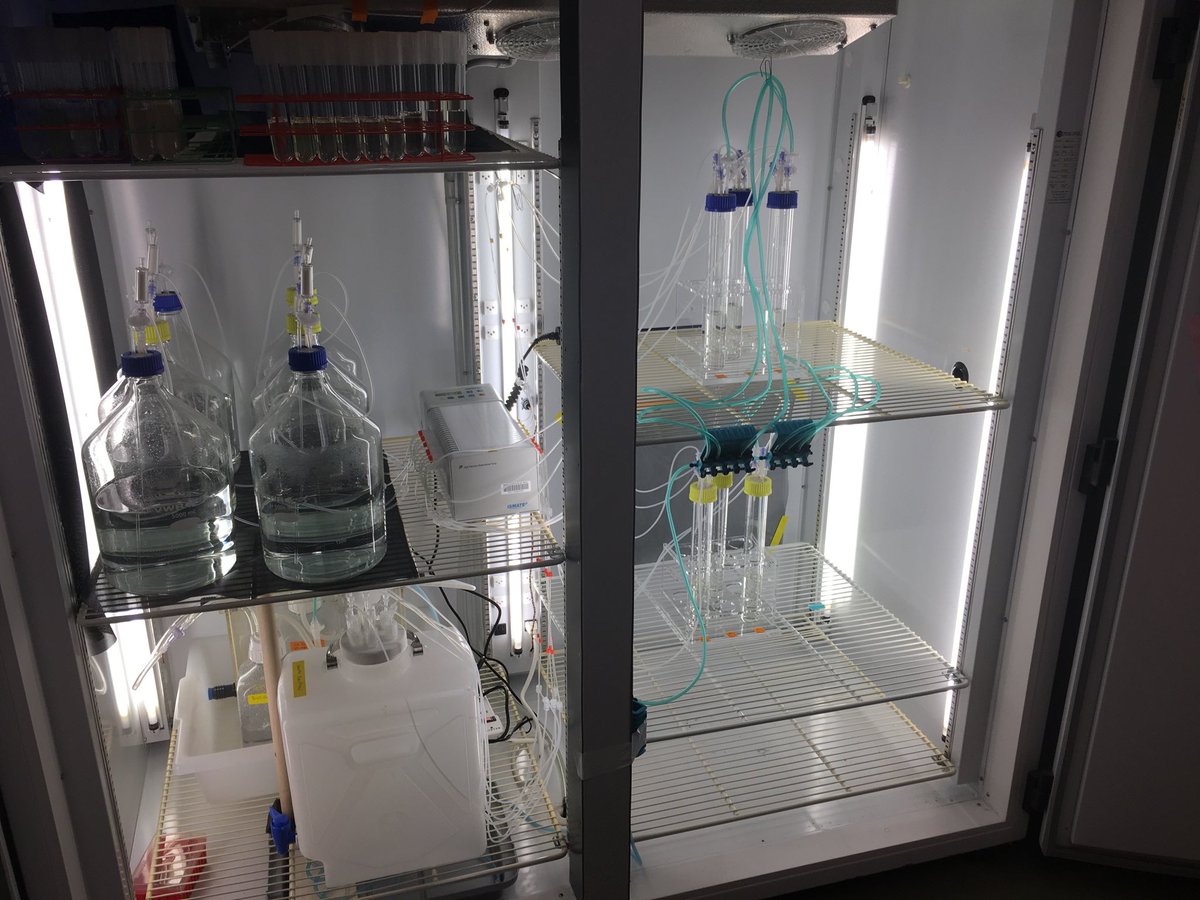 Paul Berube (@pmberube) on Twitter photo Saturday in the lab. With the help of the awesome <a href="/OKeefeTyler/">Tyler O'Keefe</a> Synechococcus and Prochlorococcus chemostats are up and running! #MIT Saturday in the lab. With the help of the awesome <a href="/OKeefeTyler/">Tyler O'Keefe</a> Synechococcus and Prochlorococcus chemostats are up and running! #MIT