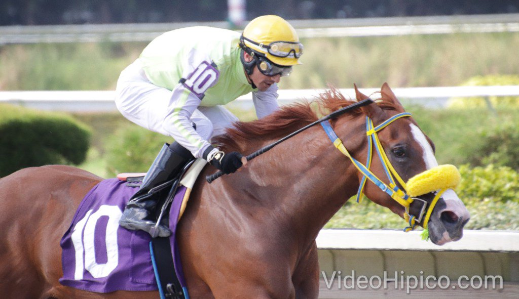 Cómoda victoria para Dreamingofmermaids del campeón zuliano <a href="/jarracingstable/">J.A.Rodriguez Racing</a> #Talentozuliano #HipódromodeSantaRita #Zulia #Maracaibo en dupla de #Venezuela con el campeón valenciano <a href="/LeojockeyReyes/">Leonel Reyes</a> quien sigue en pleno ascenso en #USA #GPWest <a href="/Gulfstreampark/">Gulfstream Park</a> West #OscarYsea