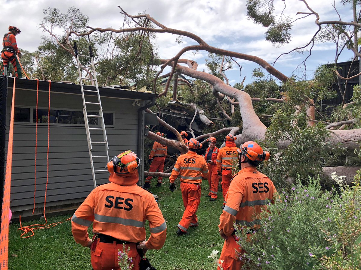 SES crews are hard at work clearing damage caused by heavy rain across Sydney overnight, including this gum tree which collapsed onto a family home in Narrabeen, narrowly missing a family inside. <a href="/9NewsSyd/">9News Sydney</a>