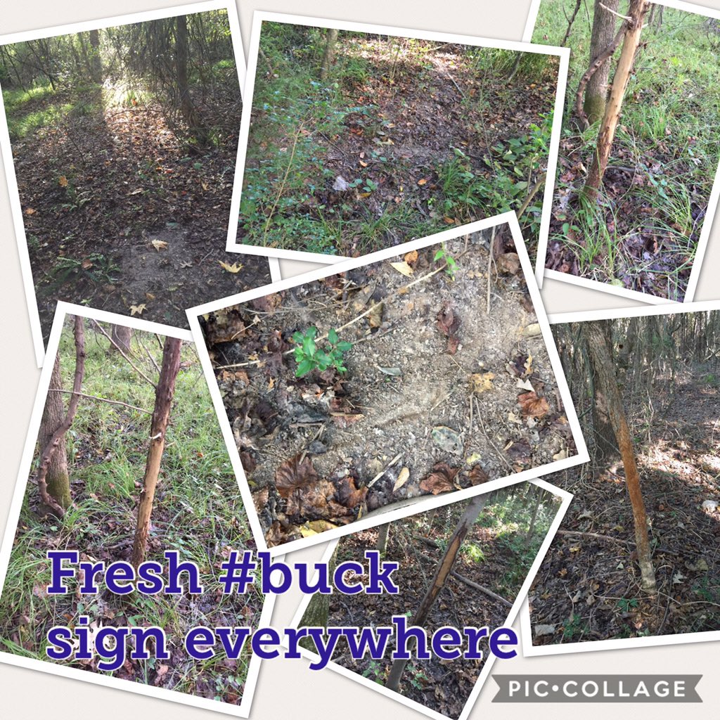 krisfrombama_xx's tweet photo. This #publicland #scouting preparation for my #hunt for #HOORAH is #seriousbusiness! 😉 Saw lots of good, fresh #bucksign! #deerhunting #bowhunting #ParamountOutdoors #ThereIsNoOffseason #AlwaysOutside #EHGTribe #CrossbowKristy #FTEBrand #FrontTowardEnemy #GodFamilyCountry https://t.co/IdsWYgGFi4