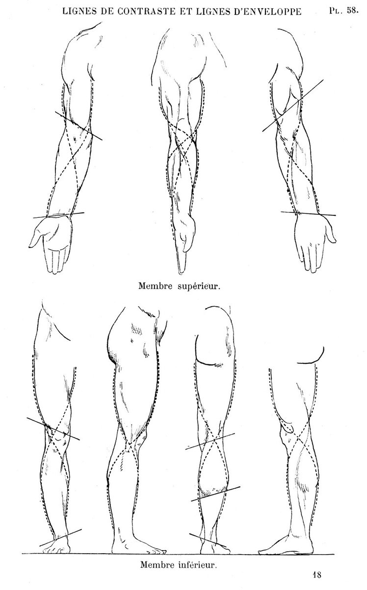 体表の起伏をつながりの良い曲線で捉える方法は、20世紀初頭の教科書から記述されるようになったが、作例自体はルネサンスからある。古典を調査し、応用することも美術解剖学における内容更新の1つ。 