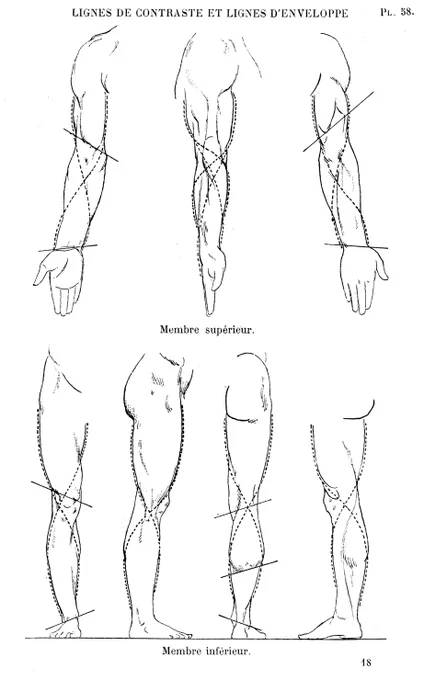 体表の起伏をつながりの良い曲線で捉える方法は、20世紀初頭の教科書から記述されるようになったが、作例自体はルネサンスからある。古典を調査し、応用することも美術解剖学における内容更新の1つ。 