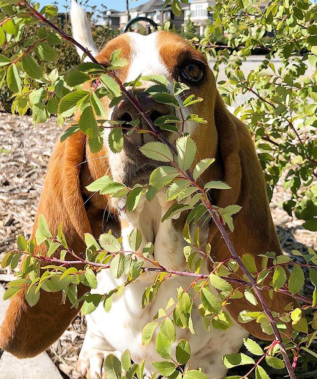 theWXwoman's tweet photo. Stop + smell the....everything. 🐶🐾 At least he’s cute.
.
.
.
.
#cmonwalter #werealmosthome #waltersworld #dogsofinstagram #dogsofstapleton #denverdogs #bassethound https://t.co/MJNhQUfuw5 https://t.co/rwVkzJSIfR