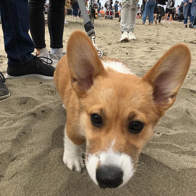zoomerpc's tweet image. Corgi attack. Saw so many of what seems to be the happiest dogs on the plant at #corgicon #corgicon2018 ift.tt/2OnWTUt