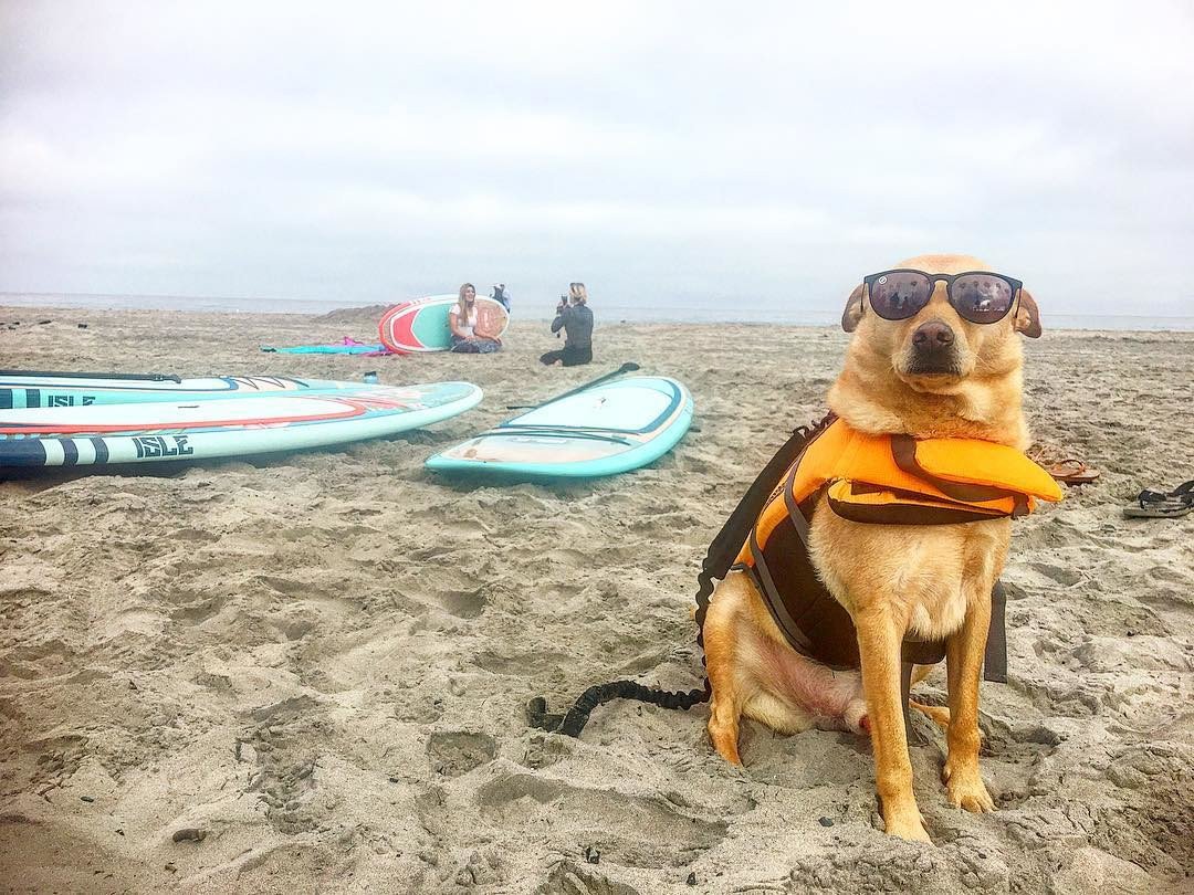 isleboards's tweet photo. When you chill harder than you party...
@the_dingo_jack
#ISLEsup #standuppadde #paddleboardingdogs #SUPpups https://t.co/xKqI2QhfNg