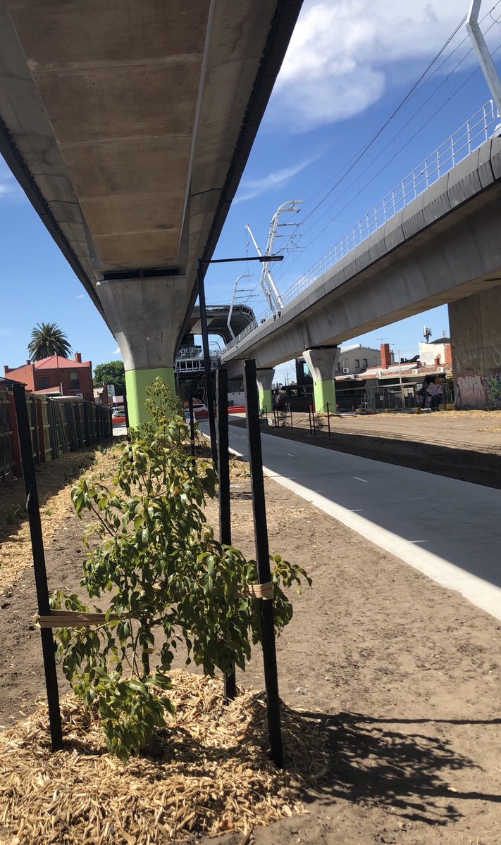 LMurrumbeena's tweet photo. @levelcrossings how will these trees grow, wouldn’t the #skyrail eventually block their growth? Seems like they’re directly underneath the rail https://t.co/niRYrzi8tw