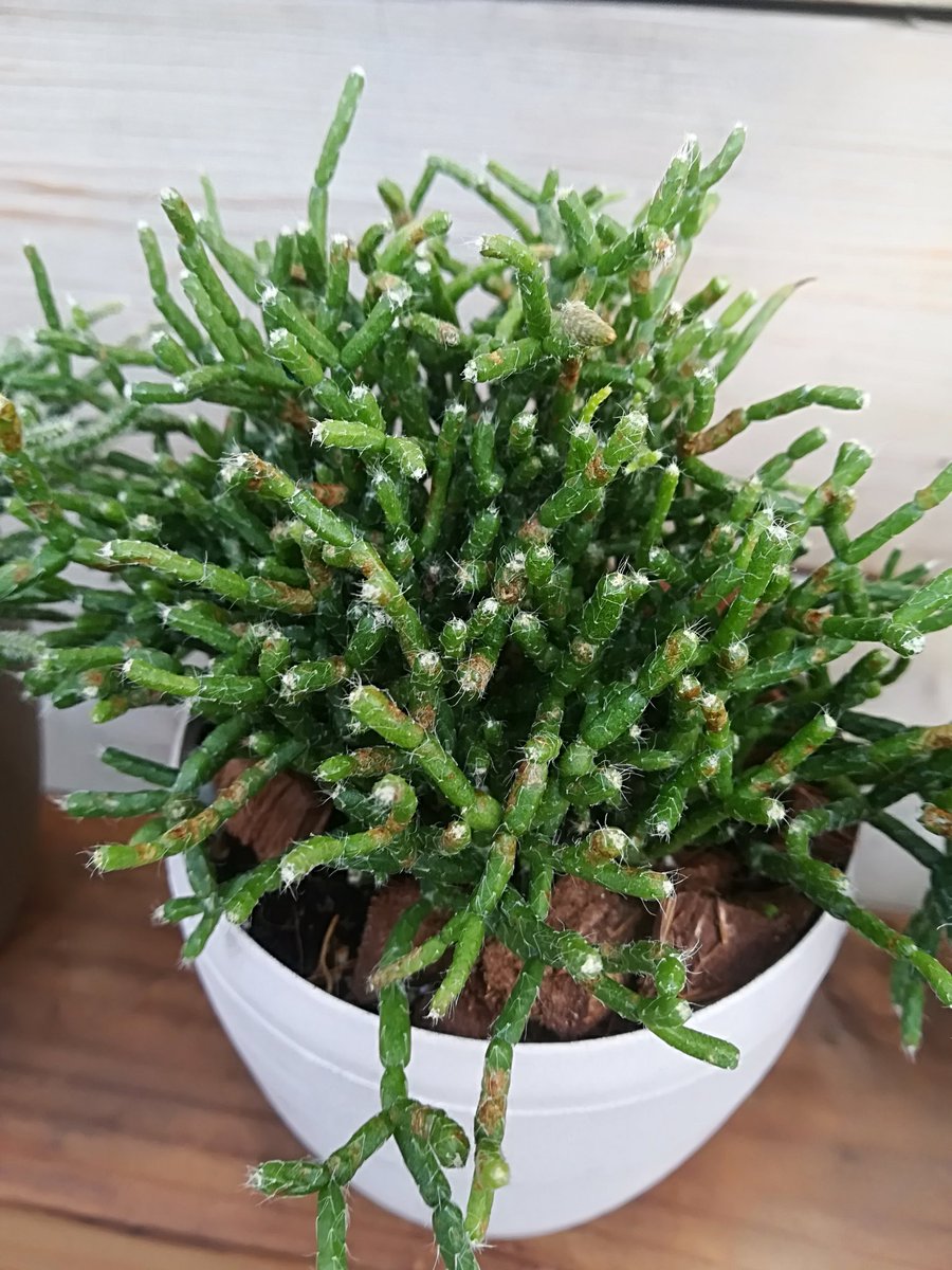 Home Plants リプサリス 細い枝を四方に伸ばすサボテンの仲間 ケレウスクラ 何本も細かい枝が分かれて生える姿がユニーク 白い花をつけます ボリュームがありとても丈夫です 1st Anniversary Sale 開催中 All Off Home Plants 10