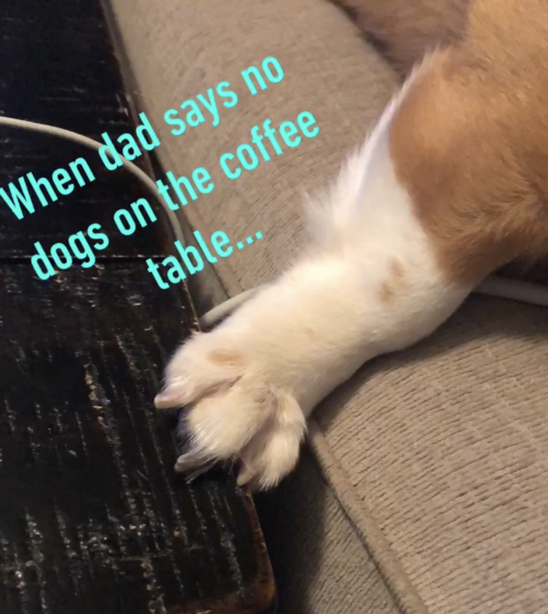 sarahobrien805's tweet photo. When dad says no dogs on the coffee table... 😏😂 @obriens_54 #corgi #DogsofTwittter #rebel #sneaky https://t.co/Br9wOC0QuN