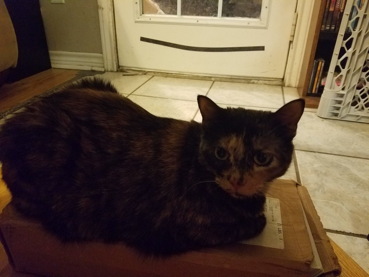 ravenboxcat's tweet photo. I'm in dark place right meow. Your camera won't take a good picture. #Caturday #CatsOfTwitter #CatLovers #cutecats #boxcat #cuteanimals https://t.co/82Igk8e5Hn