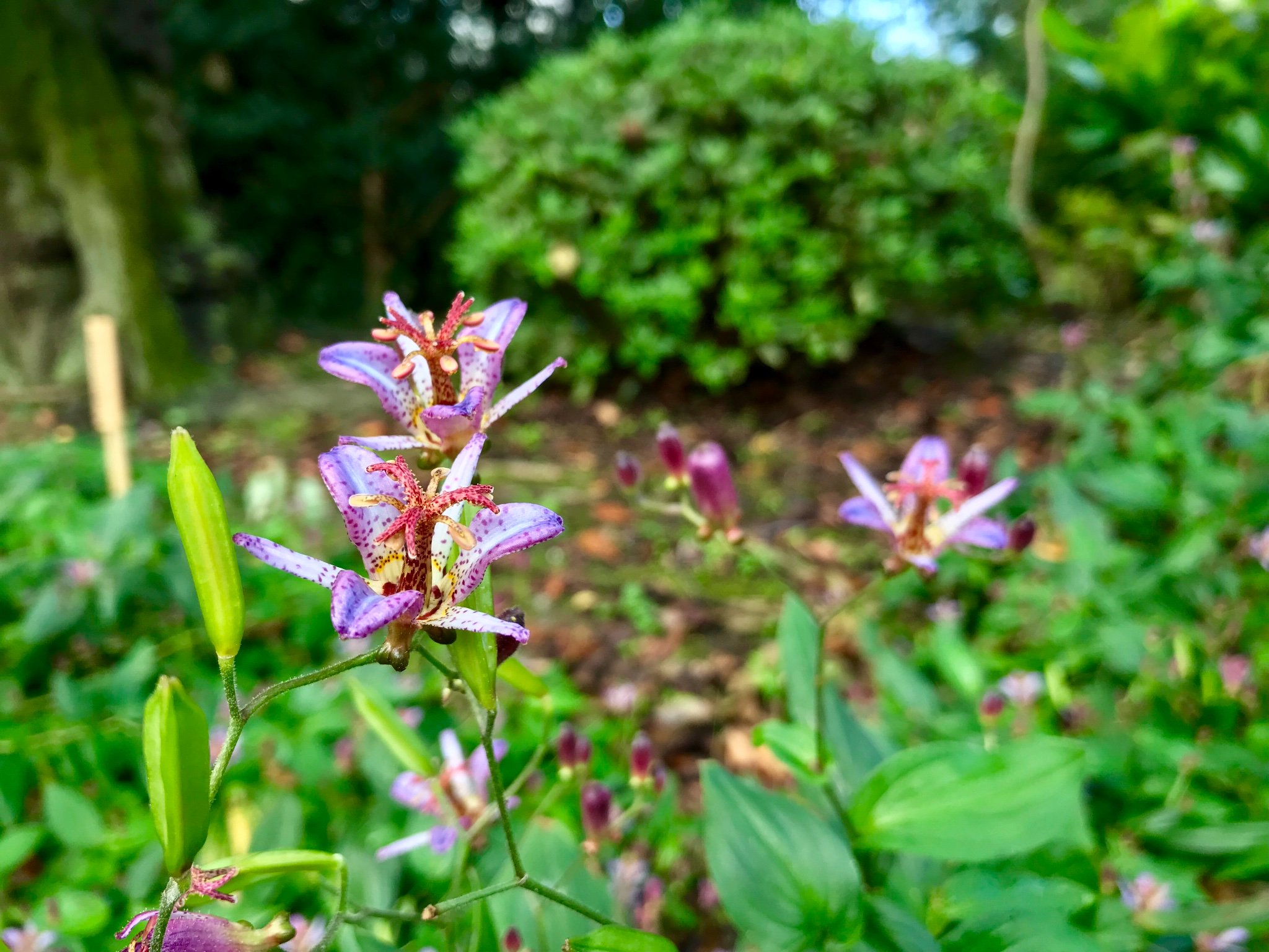 浜離宮恩賜庭園 on Twitter "コスモスが先日の台風に耐えて、花数を増やしつつ咲き始めています！また、花木