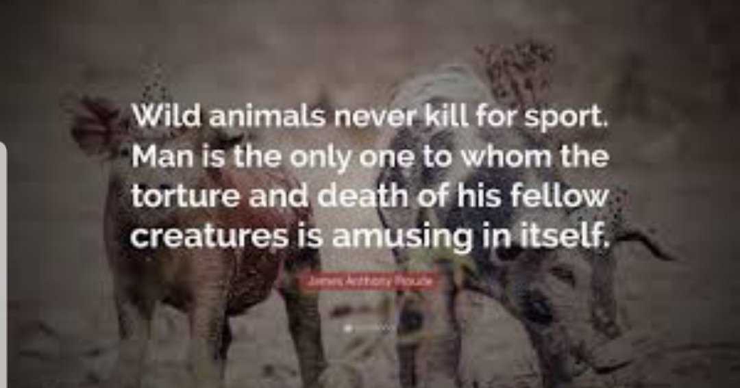 mermchel's tweet image. #StopTrophyHunting #ExposeTrophyHunting #EricTrump #tRump #Trump