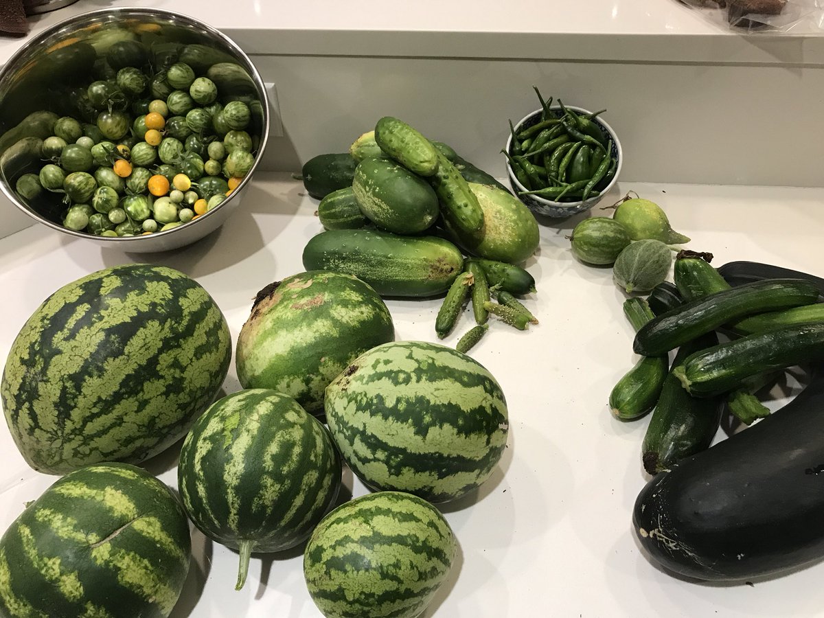 elizabeth_mower's tweet photo. Fall harvest https://t.co/4UoU0kxqkr
